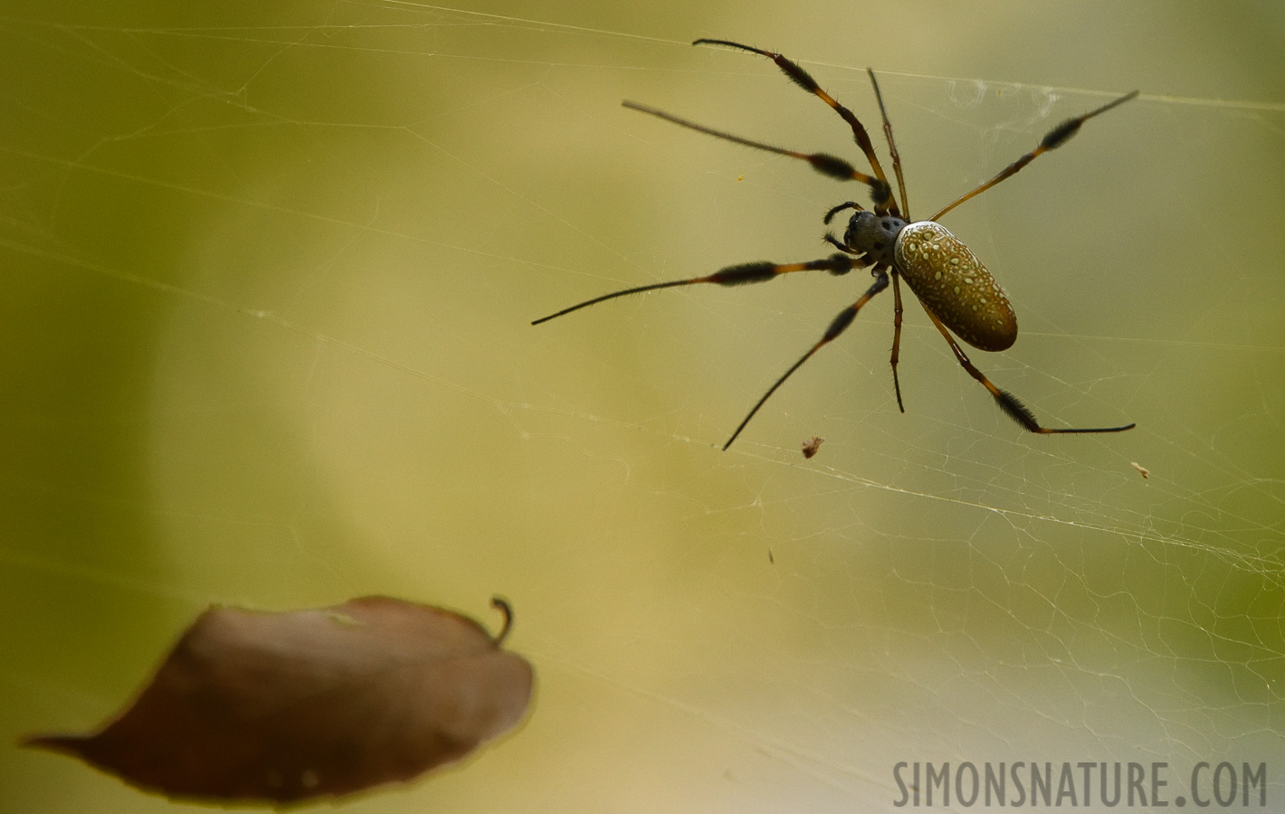 Trichonephila clavipes fasciculata [400 mm, 1/800 Sek. bei f / 7.1, ISO 2500]